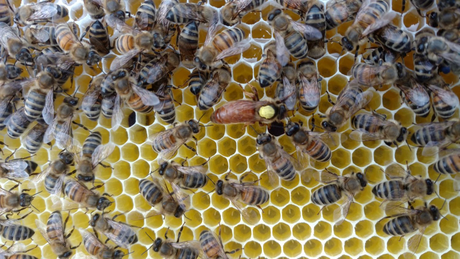 Neue Bienenvölker – Ablegerbildung